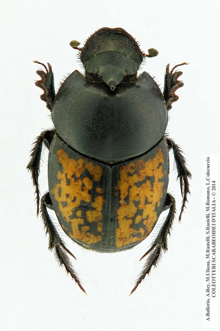 Onthophagus andalusicus, maschio